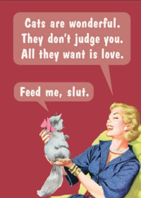 Cats Are Wonderful They Dont Judge You a Funny 2x3 Refrigerator Magnet with Glossy Finish .Great Stocking Stuffer.